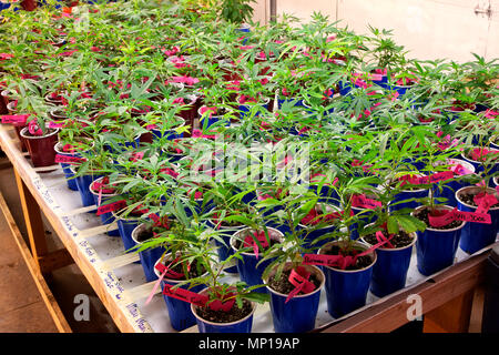 I giovani "Cannabis sativa " piante che crescono in contenitori, illuminazione artificiale, nursery, weed farm, nello Stato di Washington. Foto Stock