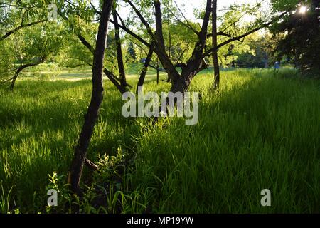 Una crescente orizzontalmente ramo di albero raggiunge nella luce del sole durante la primavera in Colorado. Foto Stock