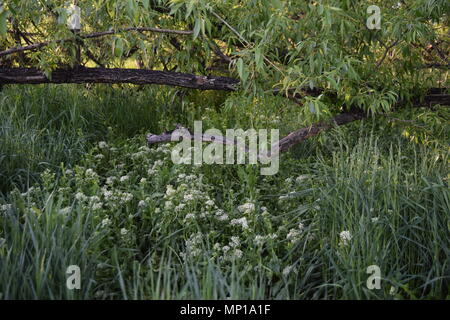 Orizzontalmente albero in crescita, circondato da alte erbe e fiori selvatici bianco durante la primavera in Colorado. Foto Stock