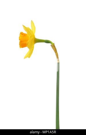 Uno giallo daffodil isolato su bianco backkgroud Foto Stock