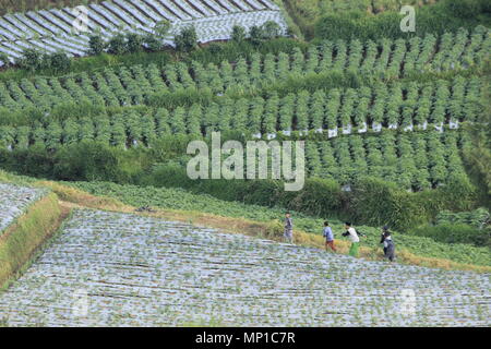 Il dieng plateau e monte prau è uno dei più belli destinazione nel centro di Giava, in Indonesia. Foto Stock