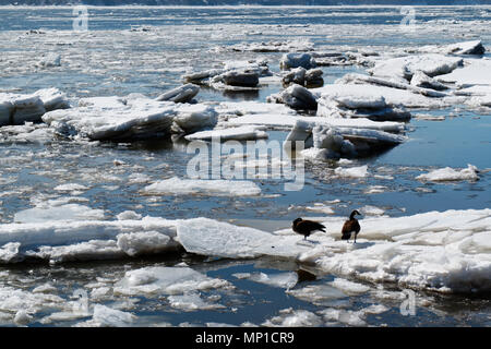 Due Oche del Canada su ghiaccio floes sulla St Lawrence River in Quebec City, Quebec, Canada Foto Stock