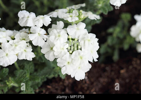 Close up di un bianco Garden Verbena ripresa dall'alto.Verbena x hybrida. Foto Stock