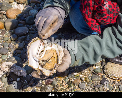 Apertura Pacific Oyster trovato sulla spiaggia, Helliwell Parco Provinciale, Hornby Isola, BC, Canada. Foto Stock