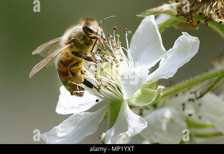 Berlino, Germania. Il 20 maggio 2018. Un miele delle api si siede sul fiore di un rovo e raccoglie il nettare sul mondo Bee giorno. Ci sono alcuni 870.000 colonie in Germania, che producono 25.000 tonnellate di miele. Una volta lì utilizzato per essere 560 specie di api in Germania. Oggi la metà di loro sono sia estinta o in pericolo di estinzione. Gli animali sono minacciati da virus e parassiti come gli acari della varroa. Credito: dpa picture alliance/Alamy Live News Foto Stock