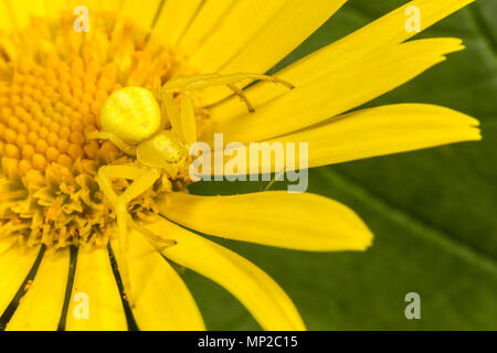 Oro ragno granchio, Misumena vatia, forma gialla, appoggiato in fiore giallo. Monmouthshire, Wales, Regno Unito Foto Stock