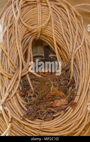 Robin, Erithacus rubecula, nesting in un rotolo di spago in una Tettoia da giardino. Monmouthshire, Regno Unito. Foto Stock