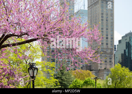 La fioritura dei ciliegi nel Central Park di New York in primavera, New York City USA Foto Stock