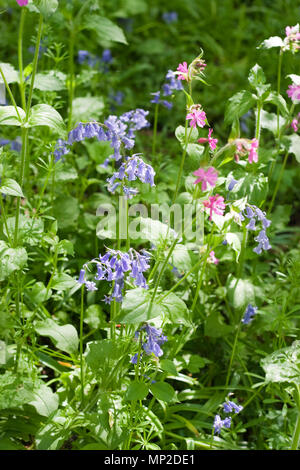 Bluebells, Hyacinthoides non-scripta e Red Campion, Silene dioica, che crescono insieme in bosco in primavera Foto Stock