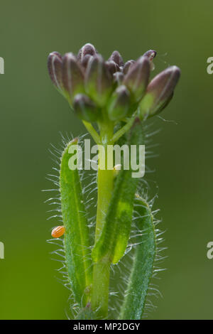 Close-up di una punta di colore arancione farfalla uovo (Anthocharis cardamines ovum) su un secondario foodplant larvale, hairy rockcress (Arabis hirsuta) Foto Stock