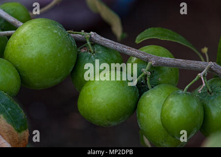 Indian Jujube Apple frutto chiamato come Elanda Palam, sul ramo di albero con foglie verdi sullo sfondo Foto Stock