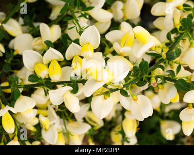 Crema e fiori bianchi di forma ornamentali della evergreen arbustivo ginestra, Cytisus scoparius 'Cornish Cream' Foto Stock