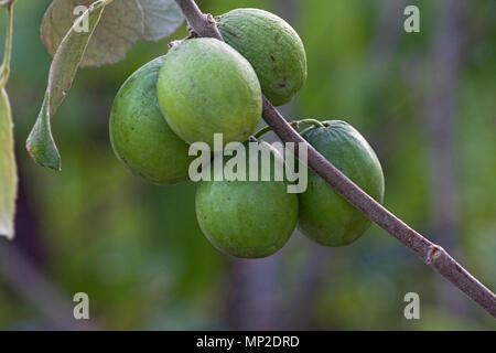 Indian Jujube Apple frutto chiamato come Elanda Palam, sul ramo di albero con foglie verdi sullo sfondo Foto Stock