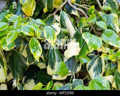 Crema e verde fogliame variegato dell'auto-aggrappati, lasciava grandi evergreen scalatore, Hedera colchica 'dentata variegata' Foto Stock