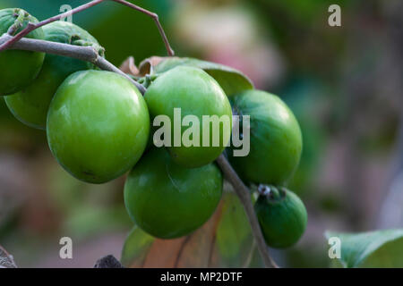 Indian Jujube Apple frutto chiamato come Elanda Palam, sul ramo di albero con foglie verdi sullo sfondo Foto Stock