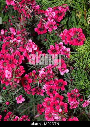 Rosa scuro forma fiore della Nuova Zelanda Manuka o tea tree, leptospermum scoparium "Borgogna Queeni', Hardy in climi miti Foto Stock