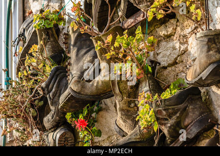 Fiori che crescono in un sacco di vecchi stivali utilizzati come vasi per piante e attaccato ad un vecchio muro di pietra. Teignmouth, Devon. Feb 2018. Foto Stock