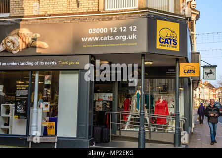 Protezione dei gatti carità shop, Teignmouth, Devon. Feb 2018. Foto Stock