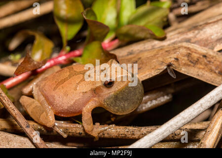 A molla maschio peeper chiamando in un allevamento chorus - Pseudacris senape Foto Stock