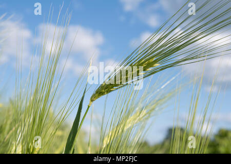 Orzo nel cielo blu sullo sfondo Foto Stock