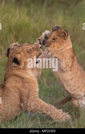 Lion cubs plaing e combattimenti in vumbera nel delta dell'Okavango in Botswana Foto Stock