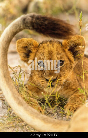 Lion cub giacente nella coda delle madri di Okavango Delta Foto Stock