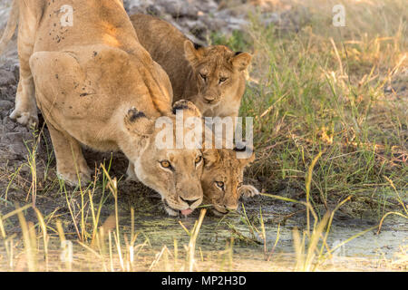 Leonessa acqua potabile con i cuccioli in vumbera nel delta dell'Okavango in Botswana Foto Stock