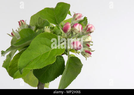 Flower Opening serie di immagini di un Apple dal bocciolo di rosa al re fiore tra una rosetta di foglie verdi in primavera Foto Stock