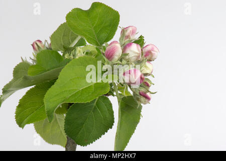 Flower Opening serie di immagini di un Apple dal bocciolo di rosa al re fiore tra una rosetta di foglie verdi in primavera Foto Stock