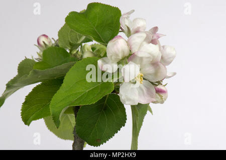 Flower Opening serie di immagini di un Apple dal bocciolo di rosa al re fiore tra una rosetta di foglie verdi in primavera Foto Stock