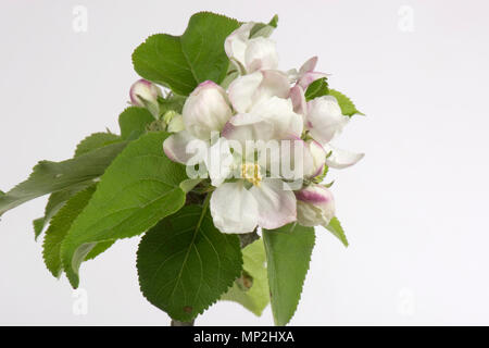 Flower Opening serie di immagini di un Apple dal bocciolo di rosa al re fiore tra una rosetta di foglie verdi in primavera Foto Stock