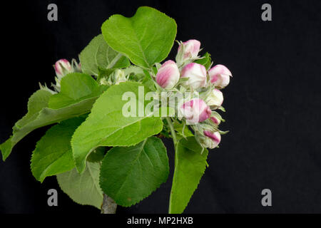 Flower Opening serie di immagini di un Apple dal bocciolo di rosa al re fiore tra una rosetta di foglie verdi in primavera Foto Stock