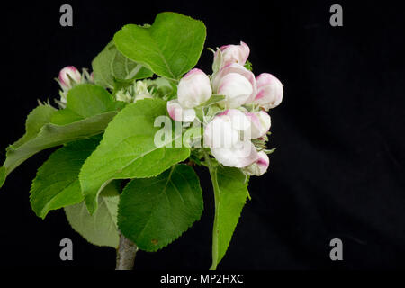 Flower Opening serie di immagini di un Apple dal bocciolo di rosa al re fiore tra una rosetta di foglie verdi in primavera Foto Stock