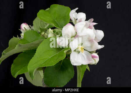 Flower Opening serie di immagini di un Apple dal bocciolo di rosa al re fiore tra una rosetta di foglie verdi in primavera Foto Stock