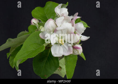 Flower Opening serie di immagini di un Apple dal bocciolo di rosa al re fiore tra una rosetta di foglie verdi in primavera Foto Stock