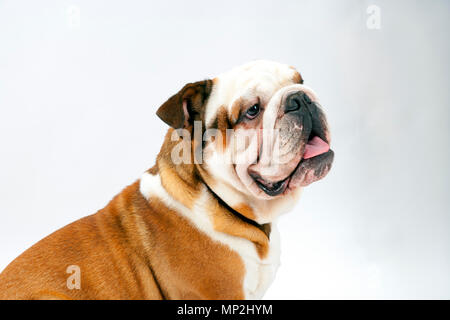 Un giovane britannico tradizionale Bulldog siede su un bianco sfondo senza giunture obbediente attende come la sua padrona al di fuori della fotocamera di treni di lui Foto Stock