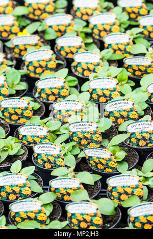 Lysimachia procumbens Lyssi piante che crescono in piccoli vasi e sulla vendita in un giardino centrale. Foto Stock