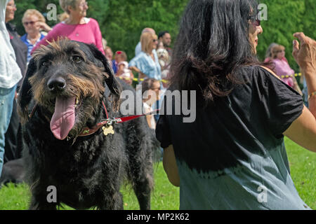 Cane nero è tenuto al guinzaglio a canoni Park, Edgware, Nord di Londra con il proprietario la visione di dog show durante la famiglia annuale giornata di divertimento. Alberi, arbusti, persone. Foto Stock