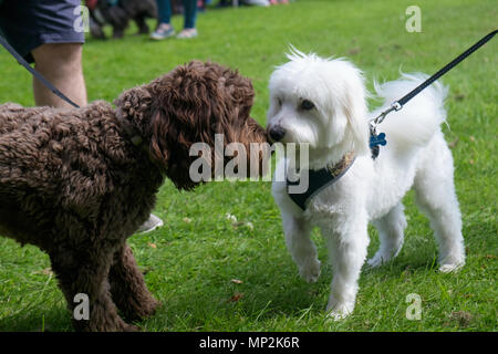In bianco e nero con affetto cani rub nasi a dog show nei canoni Park, Edgware, a nord di Londra, durante la famiglia annuale Giornata di divertimento. Paesaggio. Foto Stock