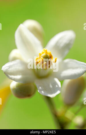 Struttura Orange Blossom. Aurantiaca di agrumi. Foto Stock