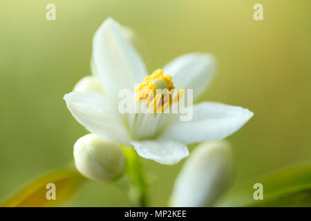 Struttura Orange Blossom. Aurantiaca di agrumi. Foto Stock