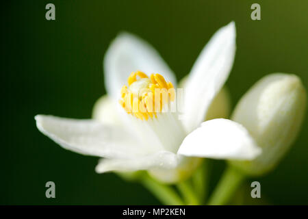 Struttura Orange Blossom. Aurantiaca di agrumi. Foto Stock