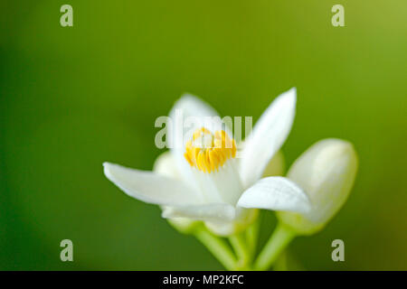 Struttura Orange Blossom. Aurantiaca di agrumi. Foto Stock