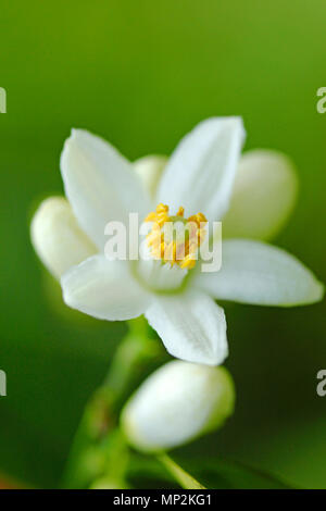 Struttura Orange Blossom. Aurantiaca di agrumi. Foto Stock