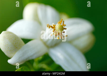 Struttura Orange Blossom. Aurantiaca di agrumi. Foto Stock