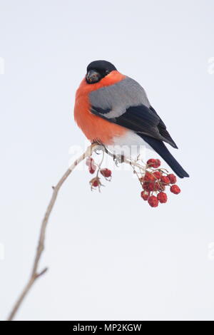 Ciuffolotto (Pyrrhula pyrrhula) nella neve. Crémenes (León (Spagna). Foto Stock