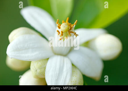 Struttura Orange Blossom. Aurantiaca di agrumi. Foto Stock