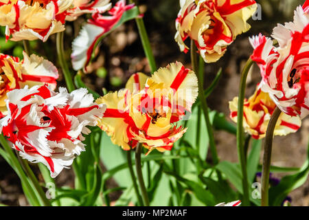 Flamboyant tulipani pappagallo, Maggio 2018 Foto Stock