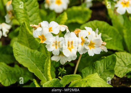 Primula comune, Primula vulgaris Foto Stock