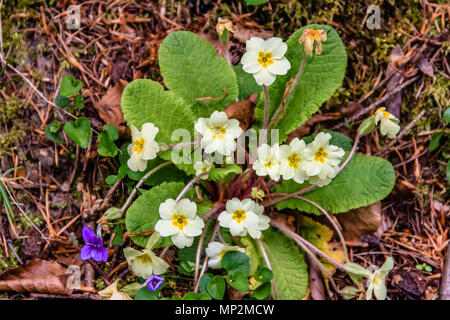 Primula comune, Primula vulgaris Foto Stock